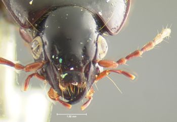 Media type: image;   Entomology 33042 Aspect: head frontal view